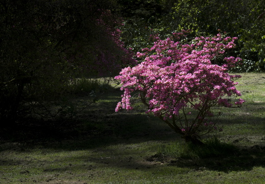 160505-Arboretum-105