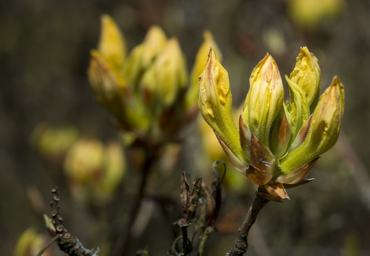 160505-Arboretum-106