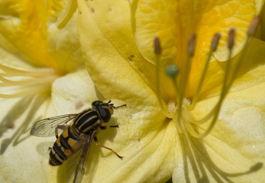 160505-Arboretum-107