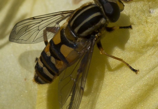 160505-Arboretum-108