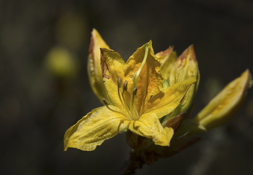 160505-Arboretum-109