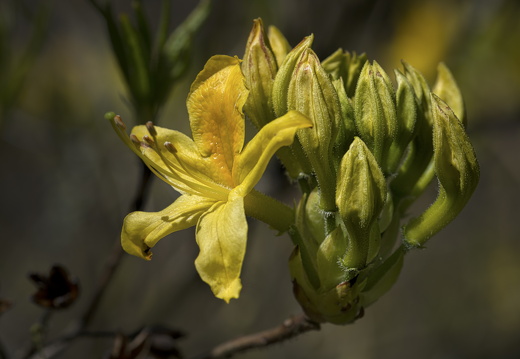 160505-Arboretum-110