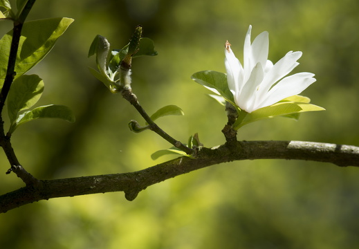 160505-Arboretum-111