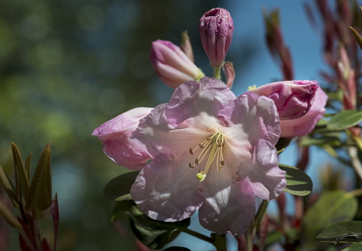 160505-Arboretum-112