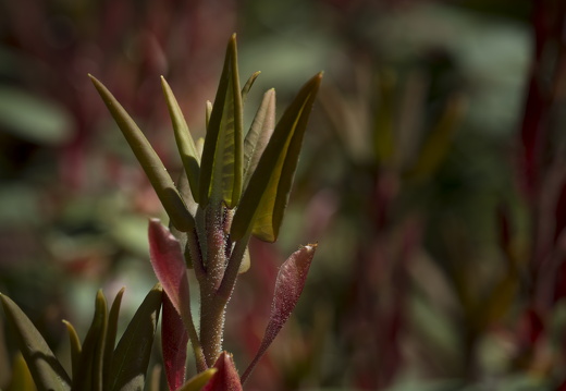 160505-Arboretum-113