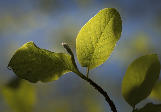 160505-Arboretum-114