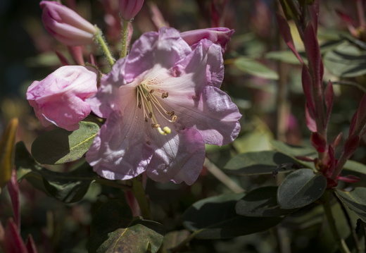 160505-Arboretum-117