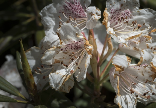 160505-Arboretum-118