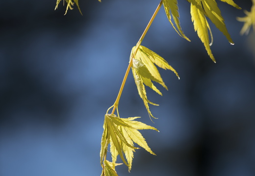 160505-Arboretum-119