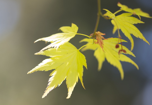 160505-Arboretum-120