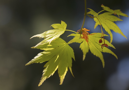 160505-Arboretum-121