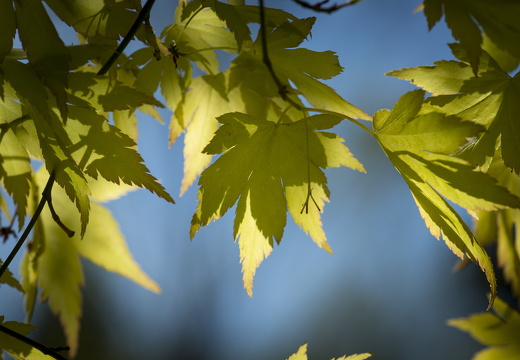 160505-Arboretum-122