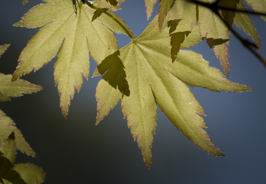 160505-Arboretum-123