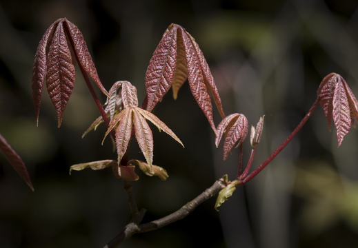 160505-Arboretum-124