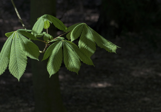 160505-Arboretum-125