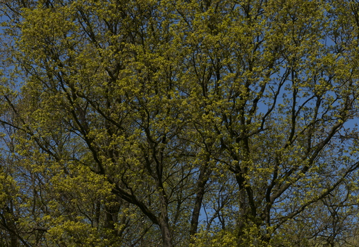 160505-Arboretum-126