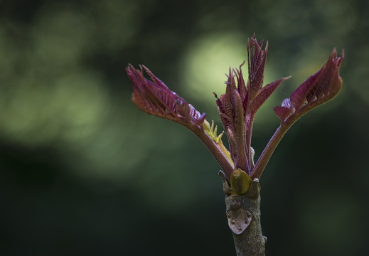 160505-Arboretum-127