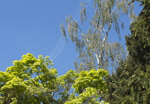 160505-Arboretum-129