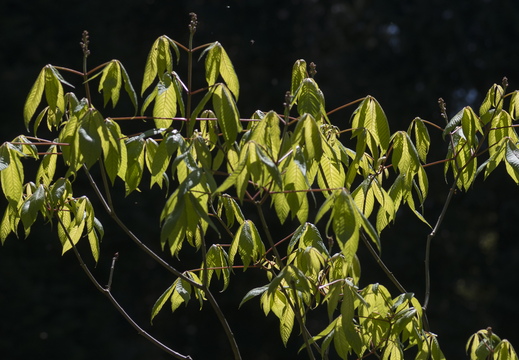160505-Arboretum-130