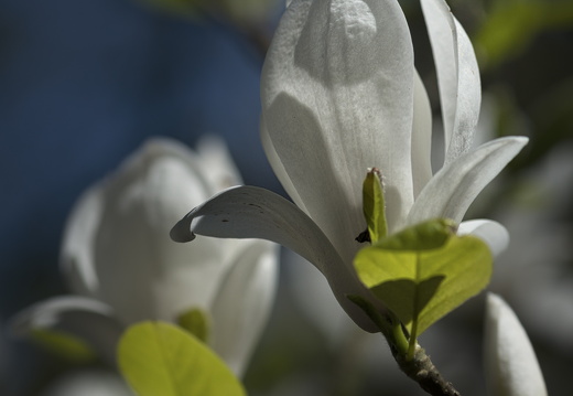 160505-Arboretum-131