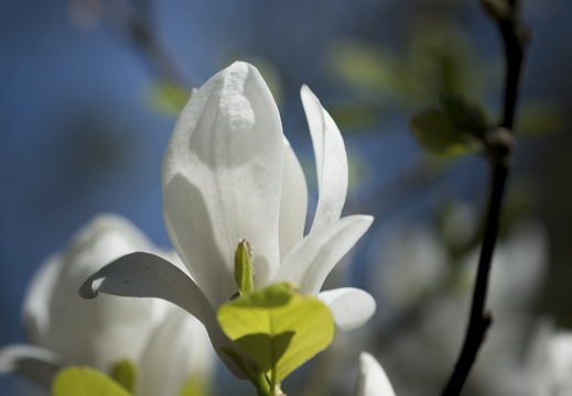 160505-Arboretum-132