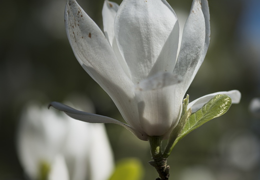 160505-Arboretum-133