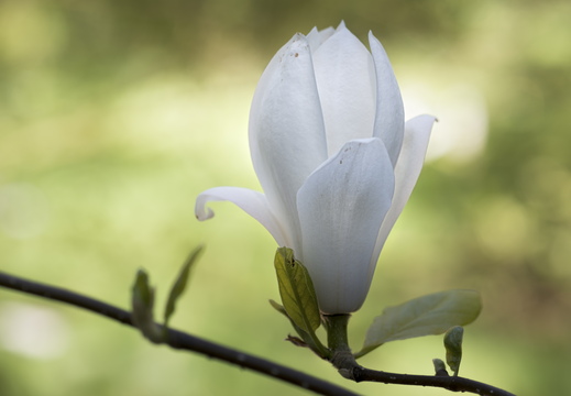 160505-Arboretum-134