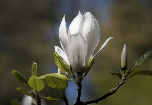 160505-Arboretum-135