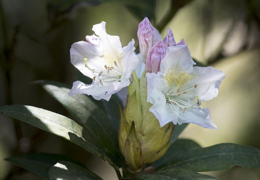 160505-Arboretum-137