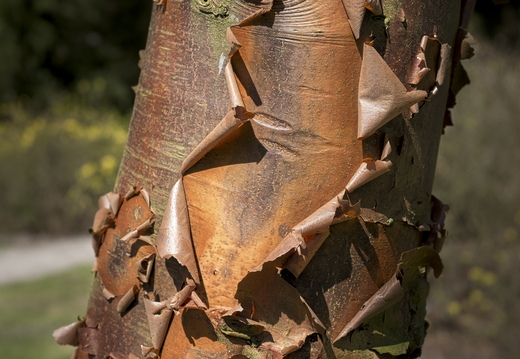 160505-Arboretum-138