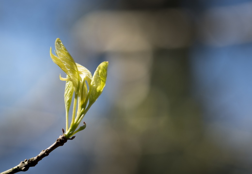 160505-Arboretum-139