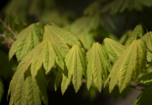 160505-Arboretum-140