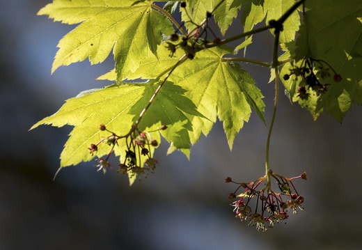160505-Arboretum-141