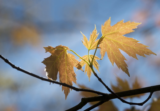 160505-Arboretum-142