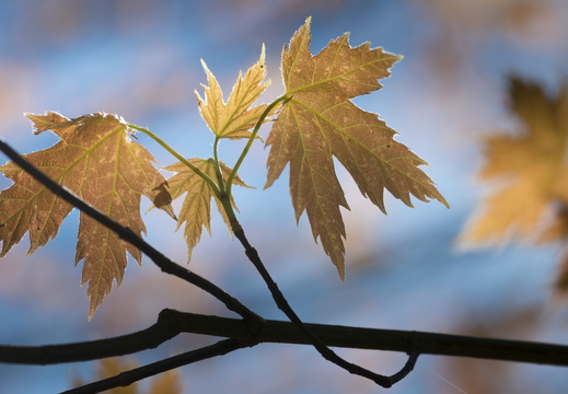 160505-Arboretum-144