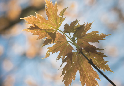 160505-Arboretum-145