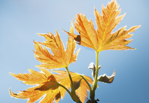 160505-Arboretum-147