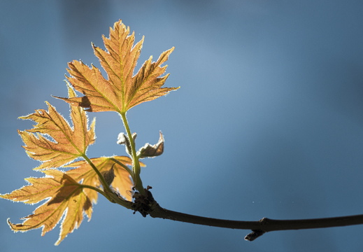 160505-Arboretum-148