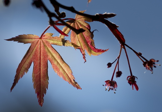 160505-Arboretum-151