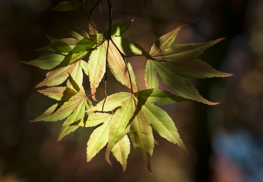 160505-Arboretum-152