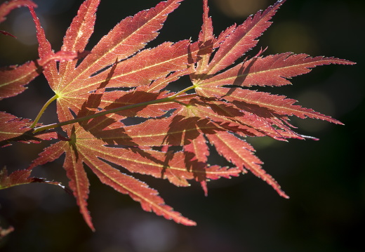 160505-Arboretum-153