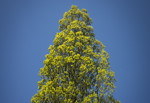 160505-Arboretum-155