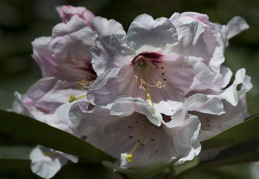 160505-Arboretum-156