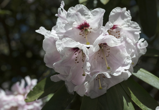 160505-Arboretum-157