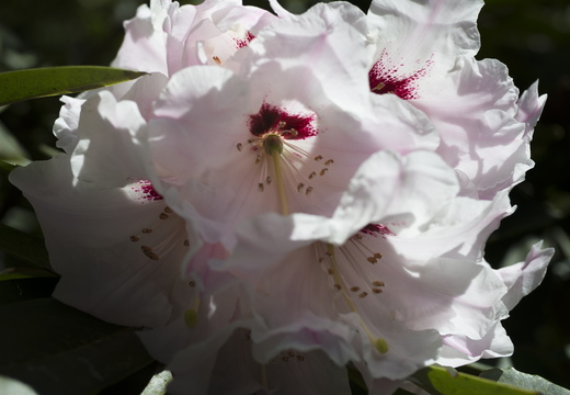 160505-Arboretum-158