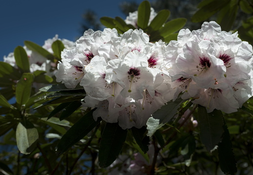 160505-Arboretum-159