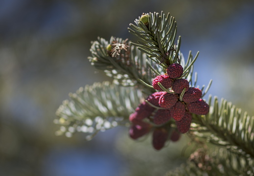 160505-Arboretum-162