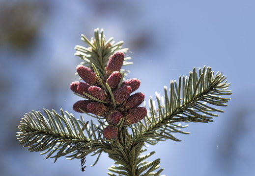 160505-Arboretum-163