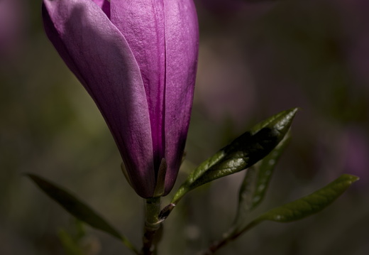 160505-Arboretum-164