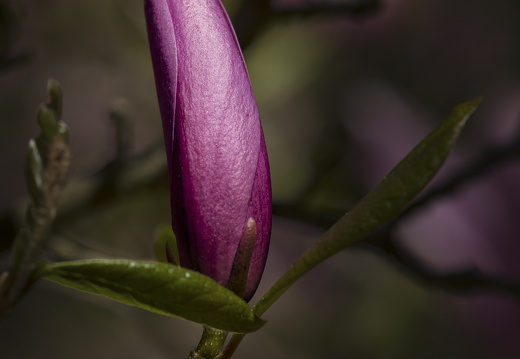 160505-Arboretum-166